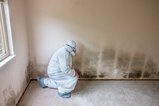 Reliable Pleasant Ridge, MI Mold Removal Solutions